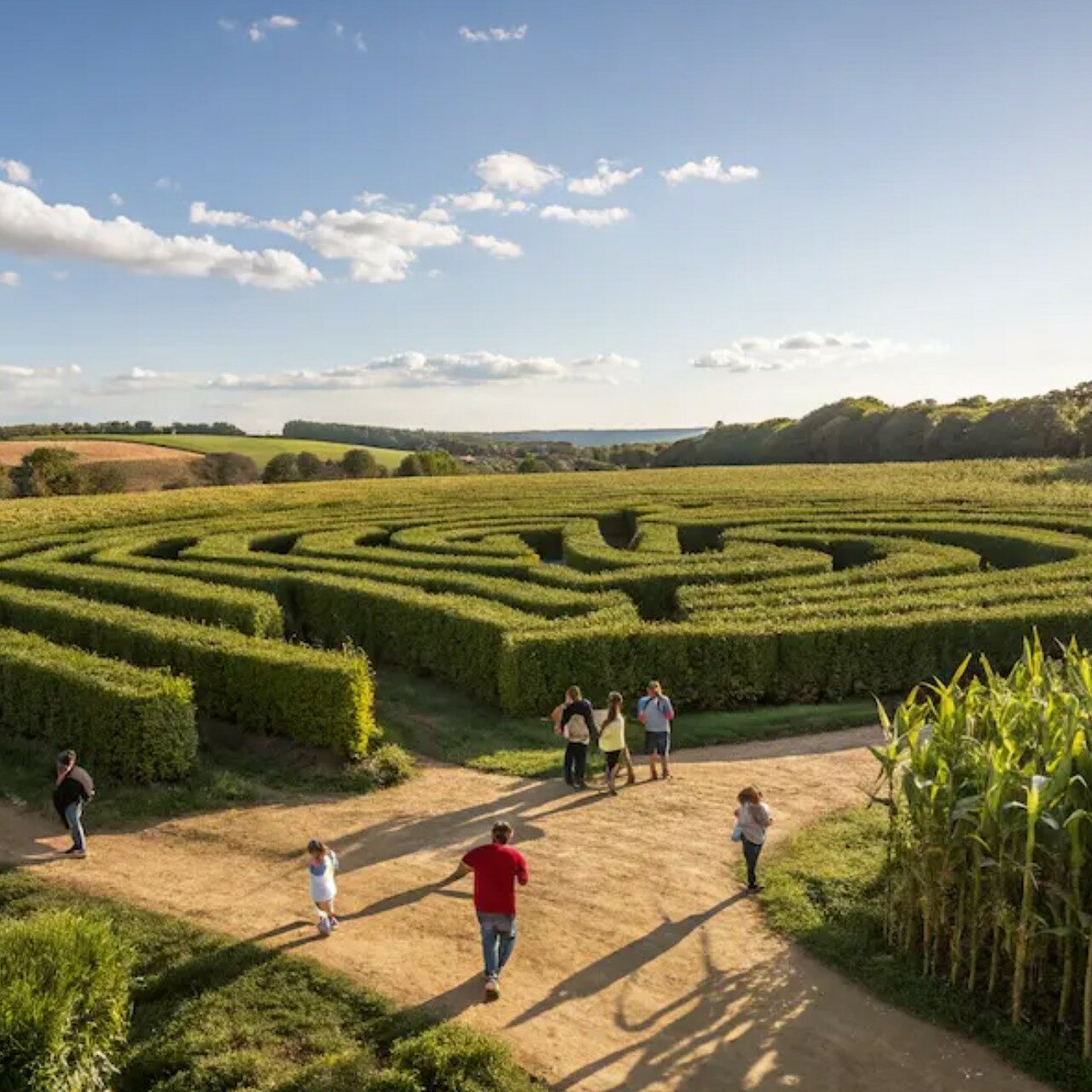 Sortie Famille : labyrinthe de maïs !